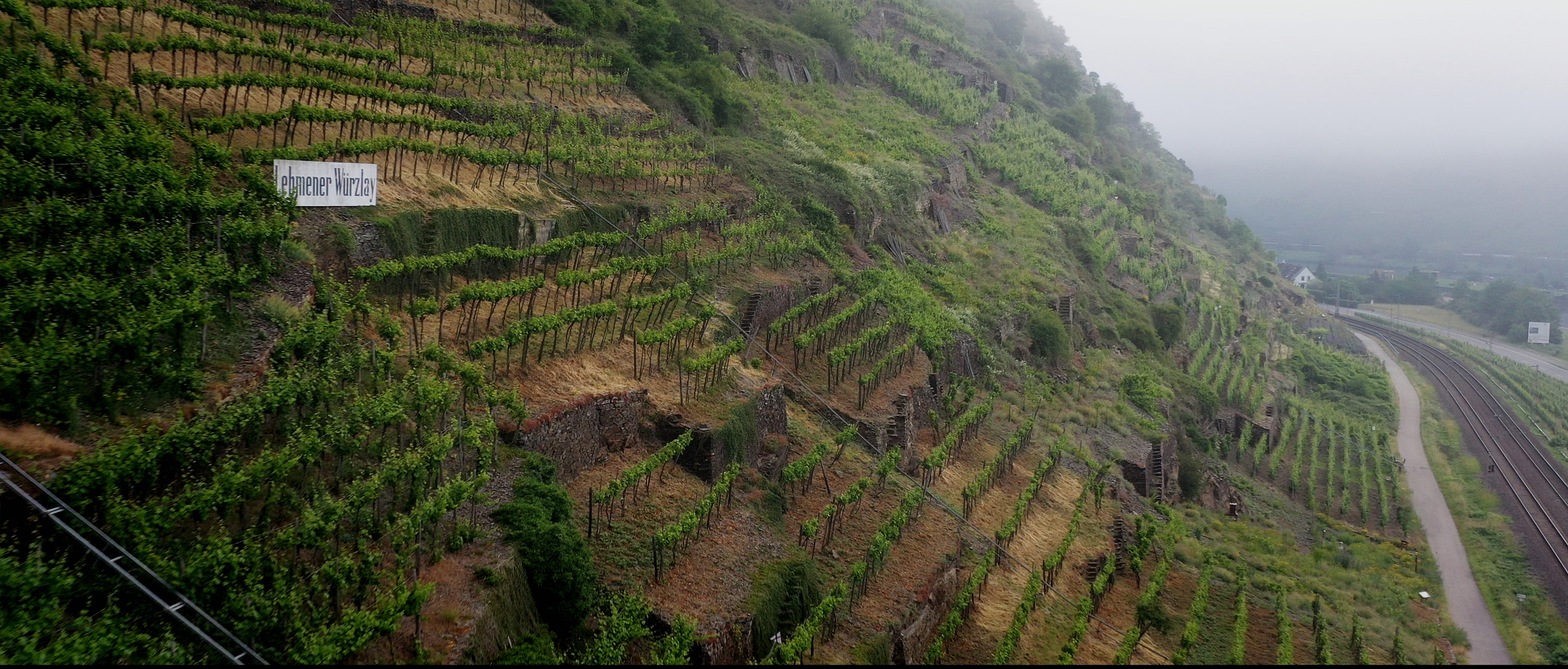 Weinberge